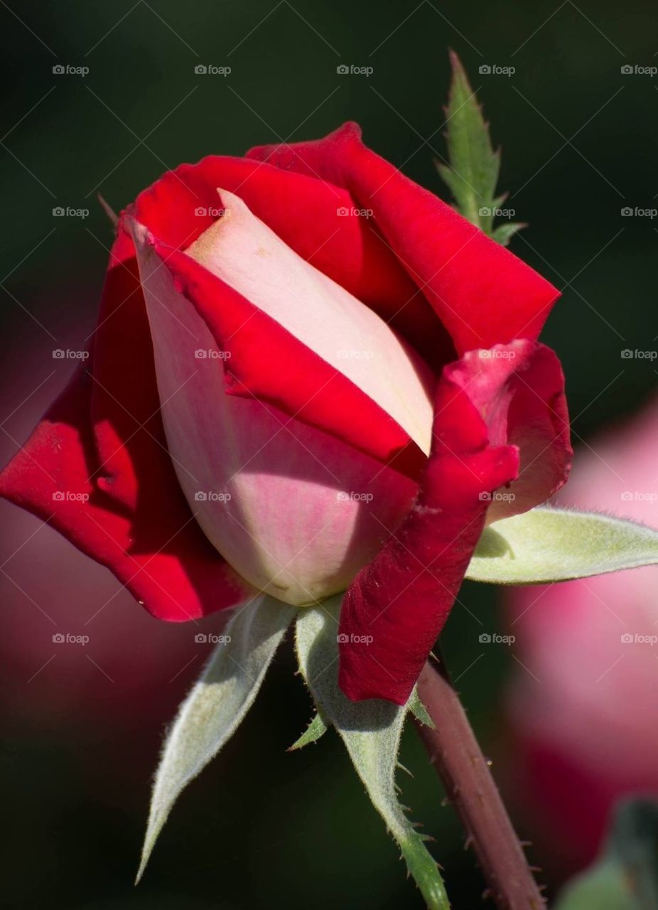 Red and White Rose