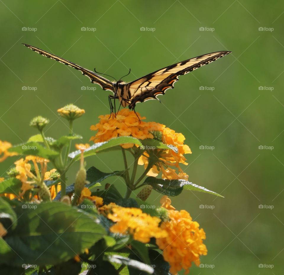 monarch butterfly