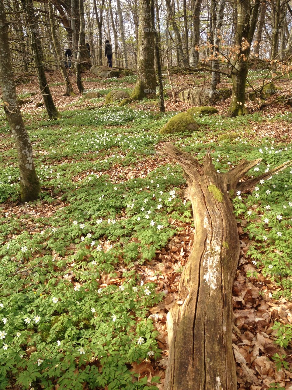 Springtime in forest