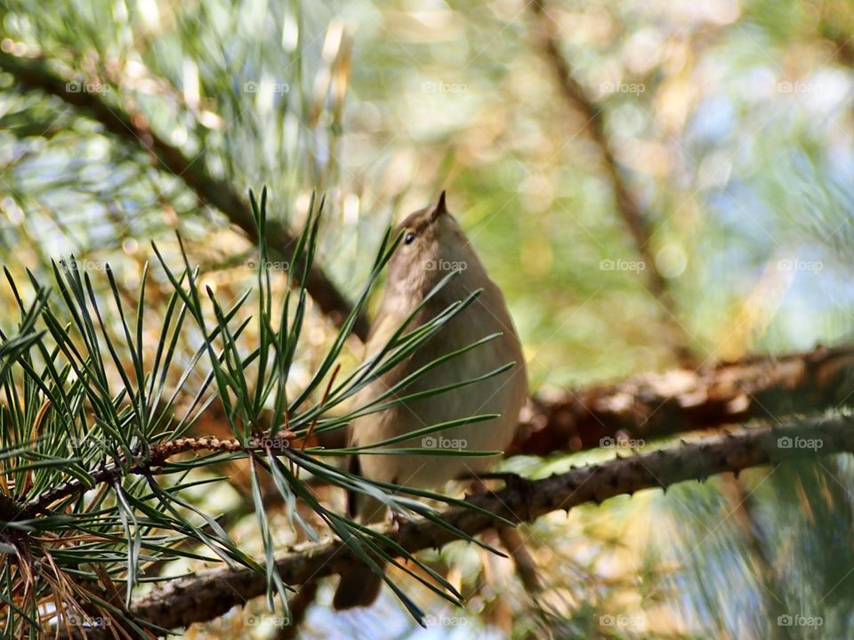 Warbler on the pine 13.09