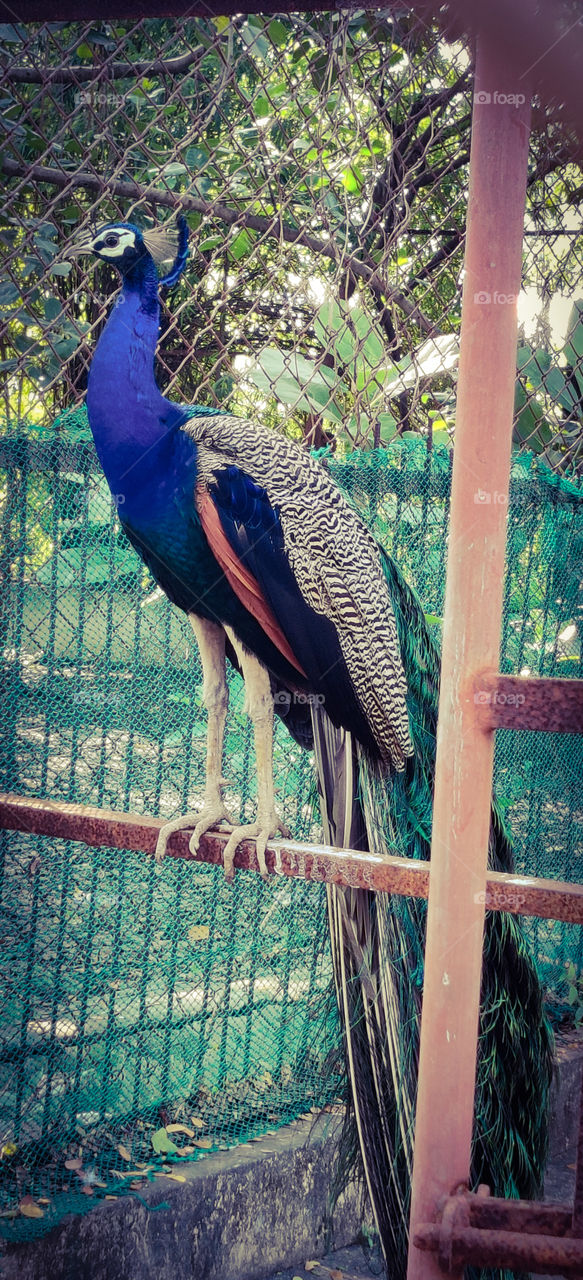 peacock