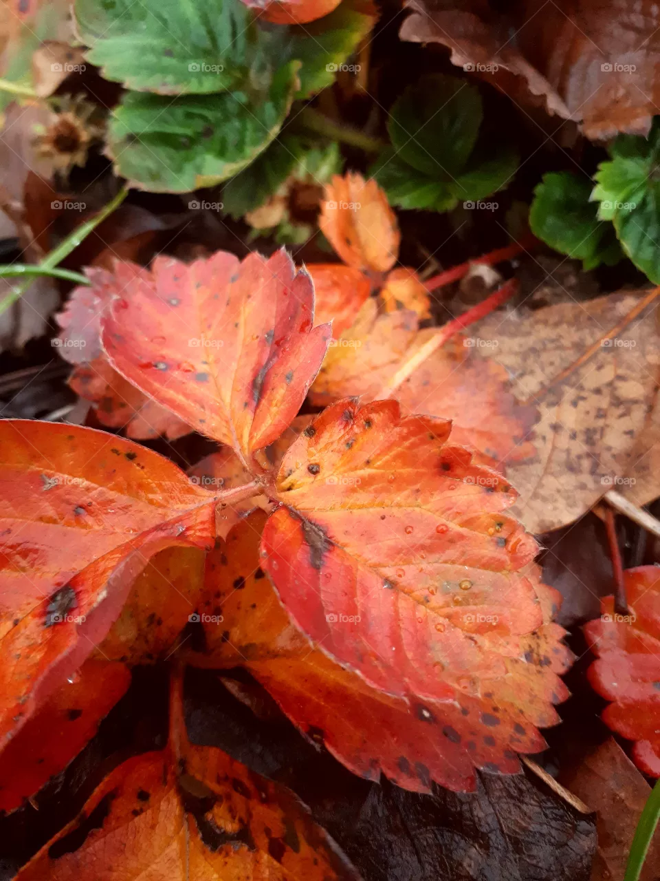 red leaf
