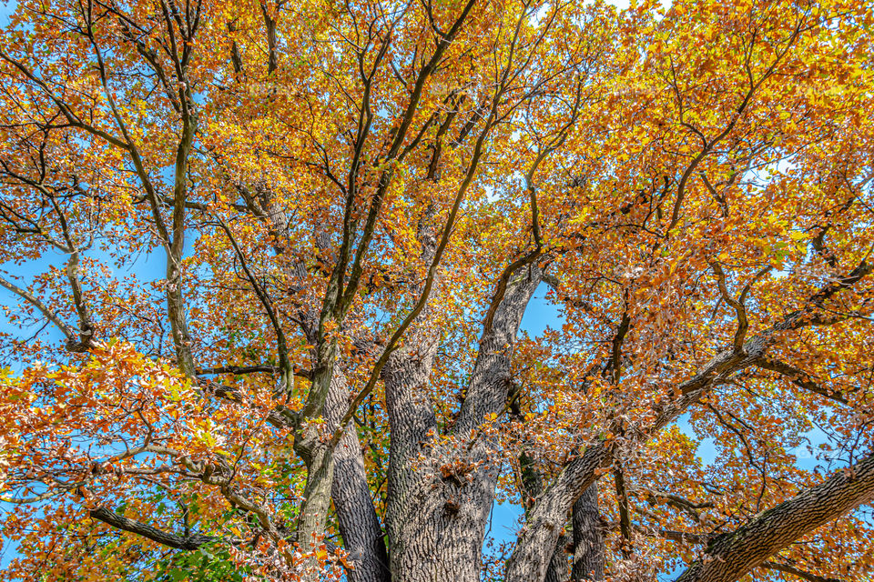 Autumn tree