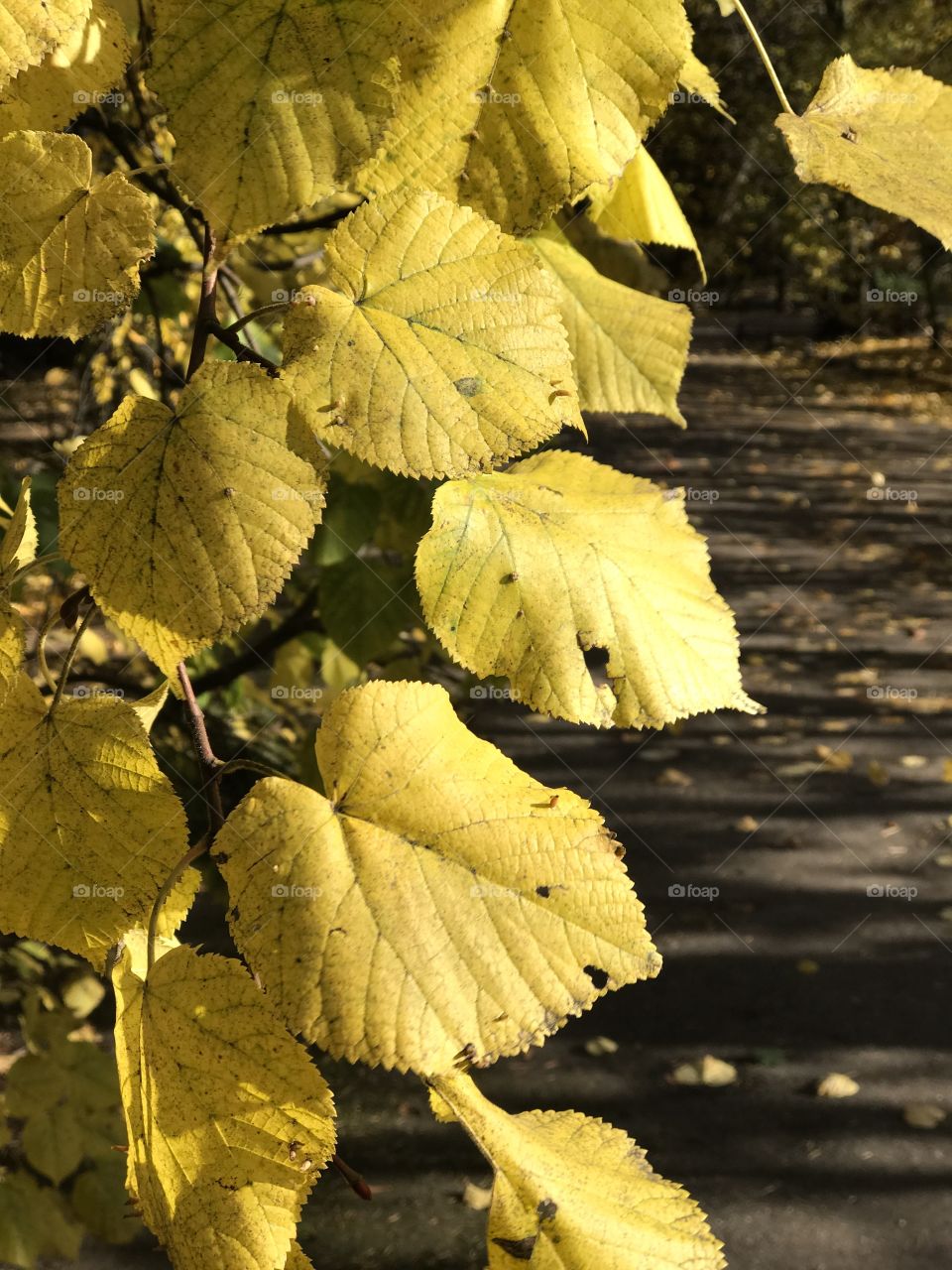 yellow autumn leaves