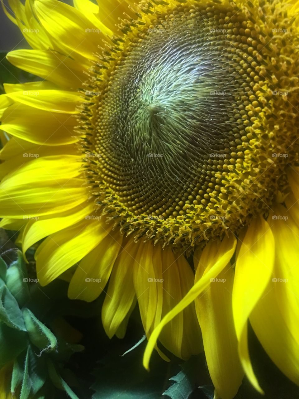 I personally believe the sunflower is the superman of all plants.
