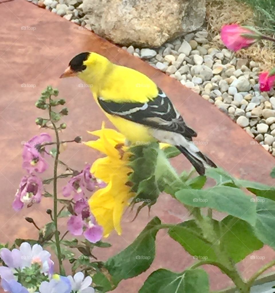 Finch on my sunflower