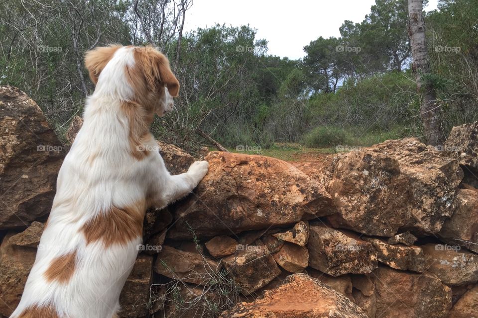 Dog looking over a wall