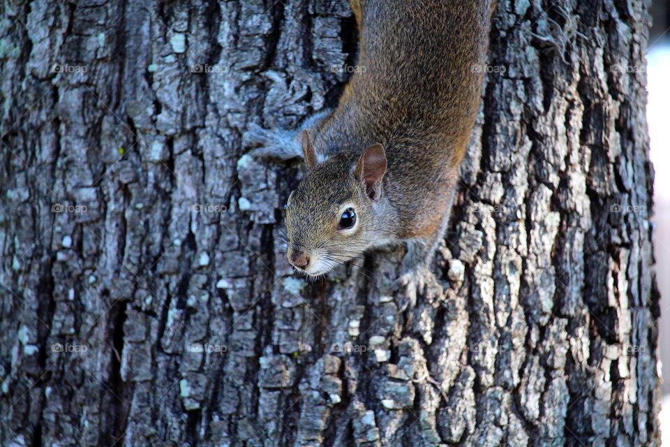 squirrel. wild squirrel on 
tree