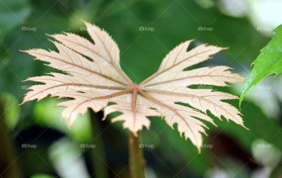 Thin leafe
