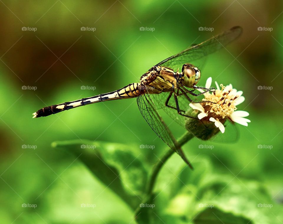 Dragon fly - Macro style - Dandelion flower 