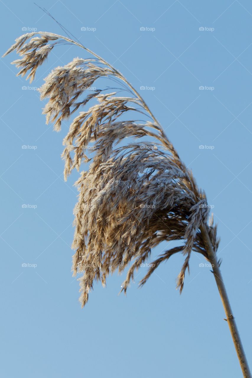 Low angle view of frozen reed