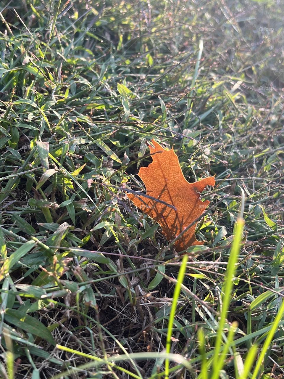 A fallen leaf