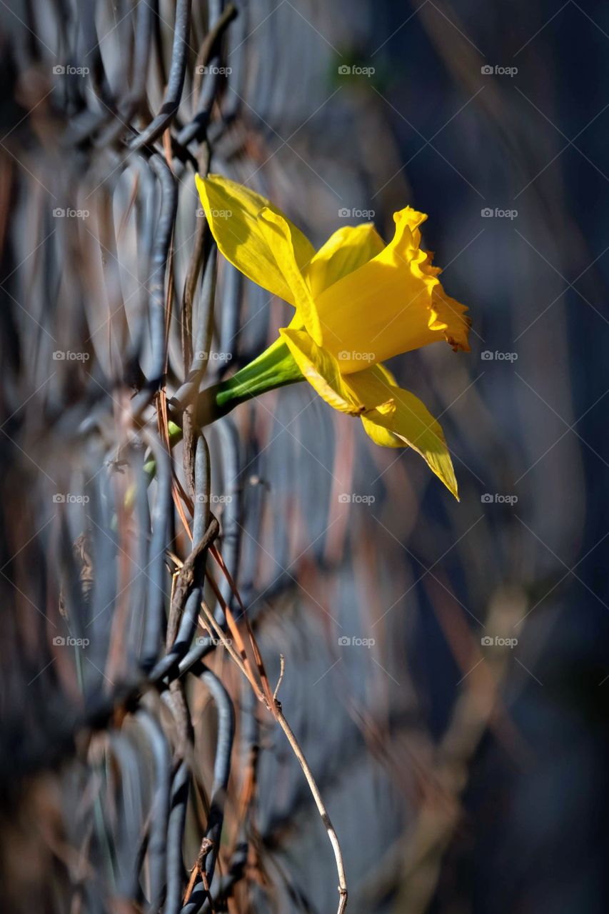 A single daffodil peeks through a hole of a metal chain link fence. 