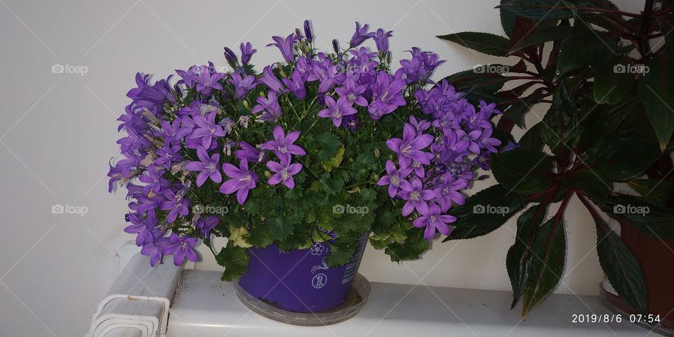 Campanula