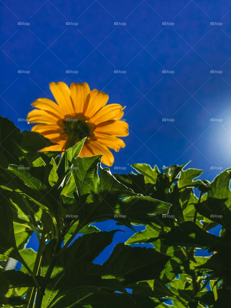 Photo of this beautiful sunflower taken in the backyard!  Today was a beautiful day!🌻