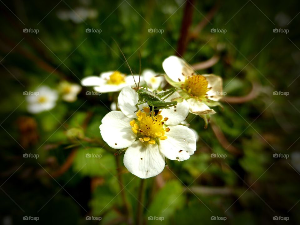 Tiny grasshopper on a flower