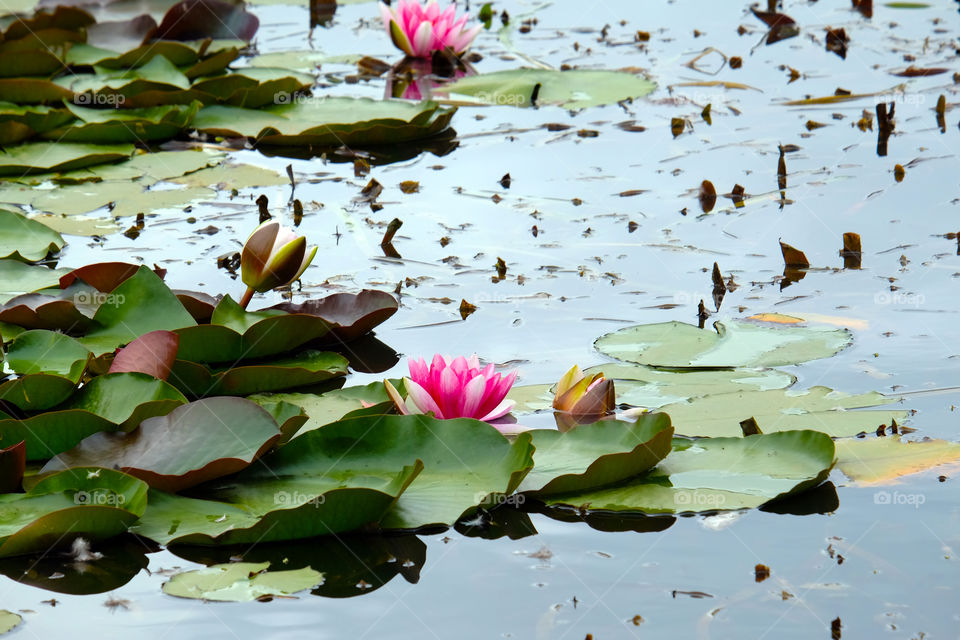 Alluring lotus pond