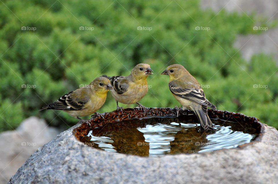 Sparrows hanging out at water basin