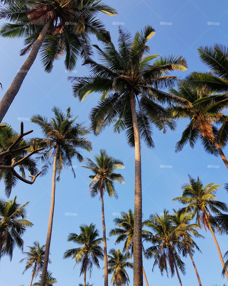Coconut tree