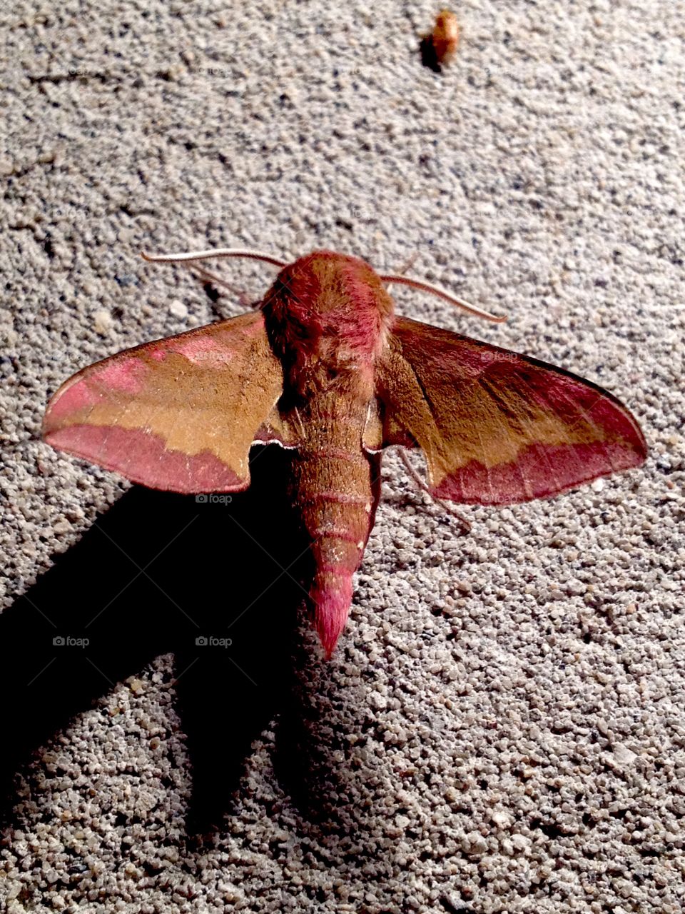 The miracle of nature