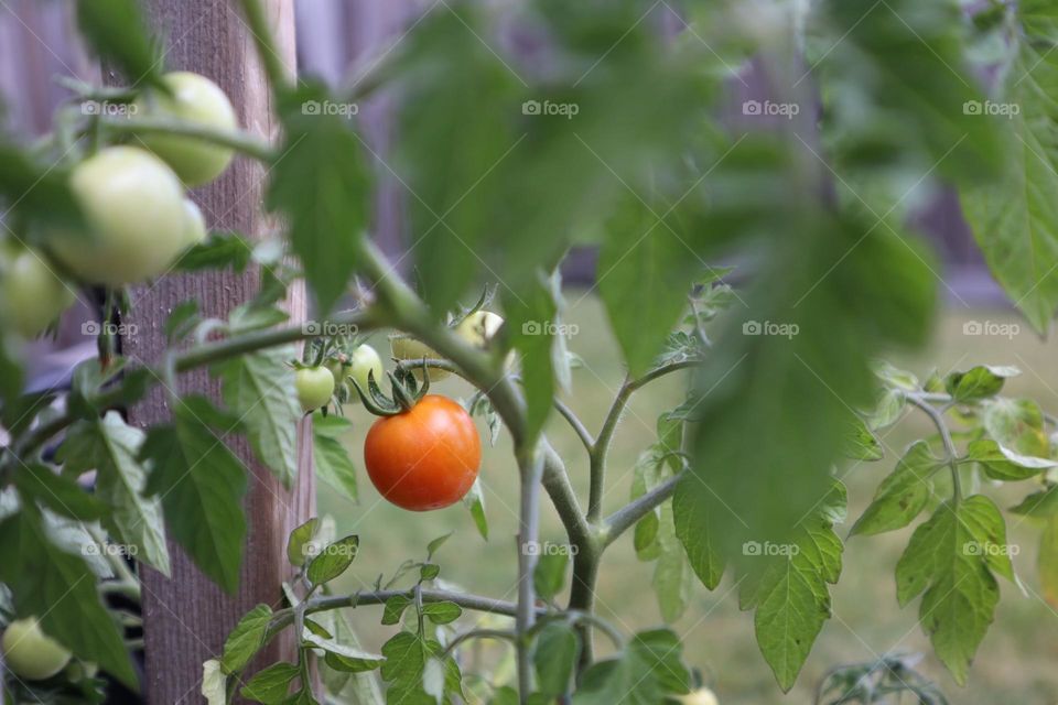 Tomatoes 