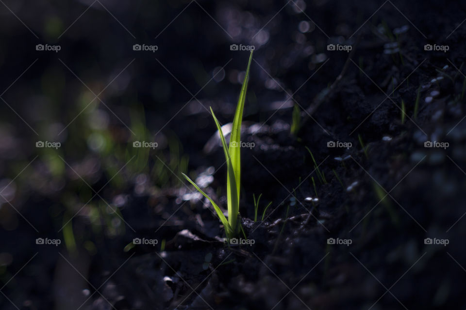 Soil, Growth, Leaf, Nature, No Person