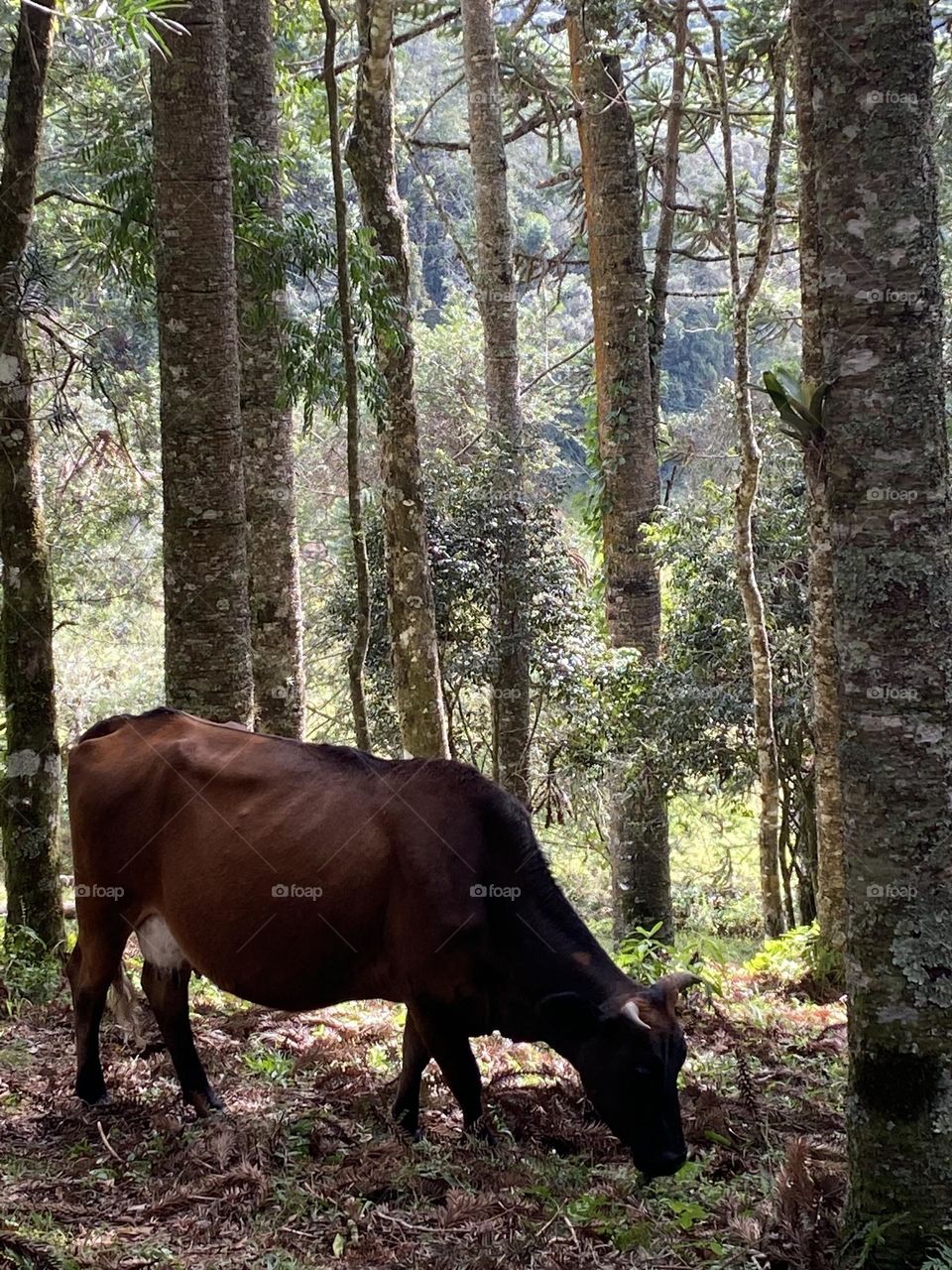 Vaca na Mantiqueira na floresta de araucaria.  