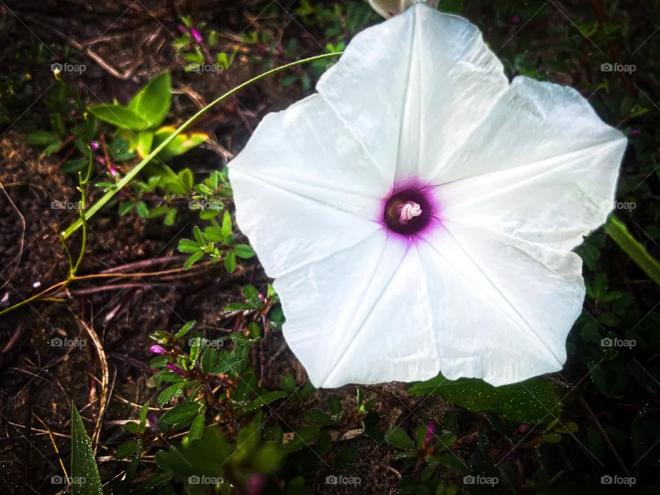 Wild potato vine