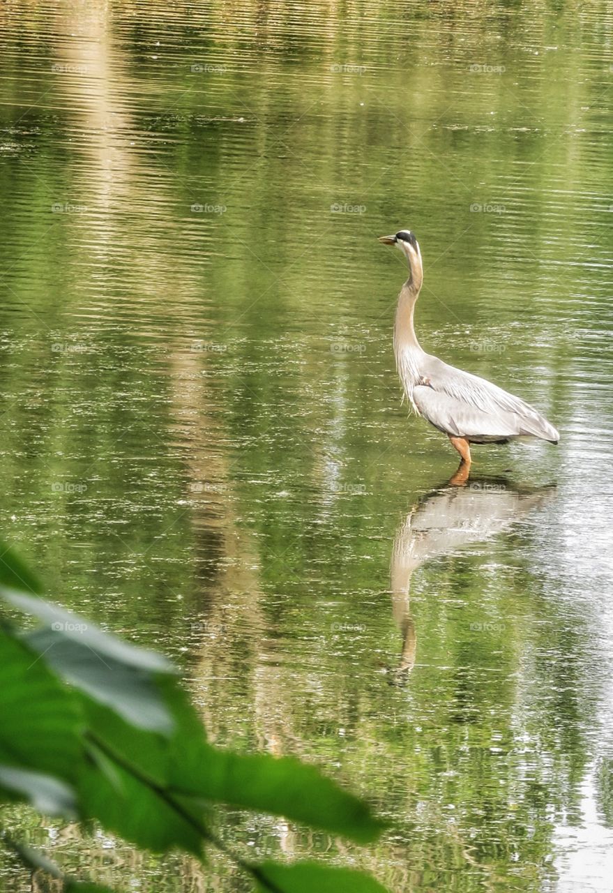 Heron Ste-Julie