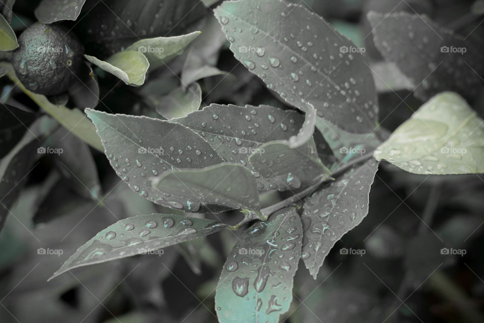 Foliages after the rain