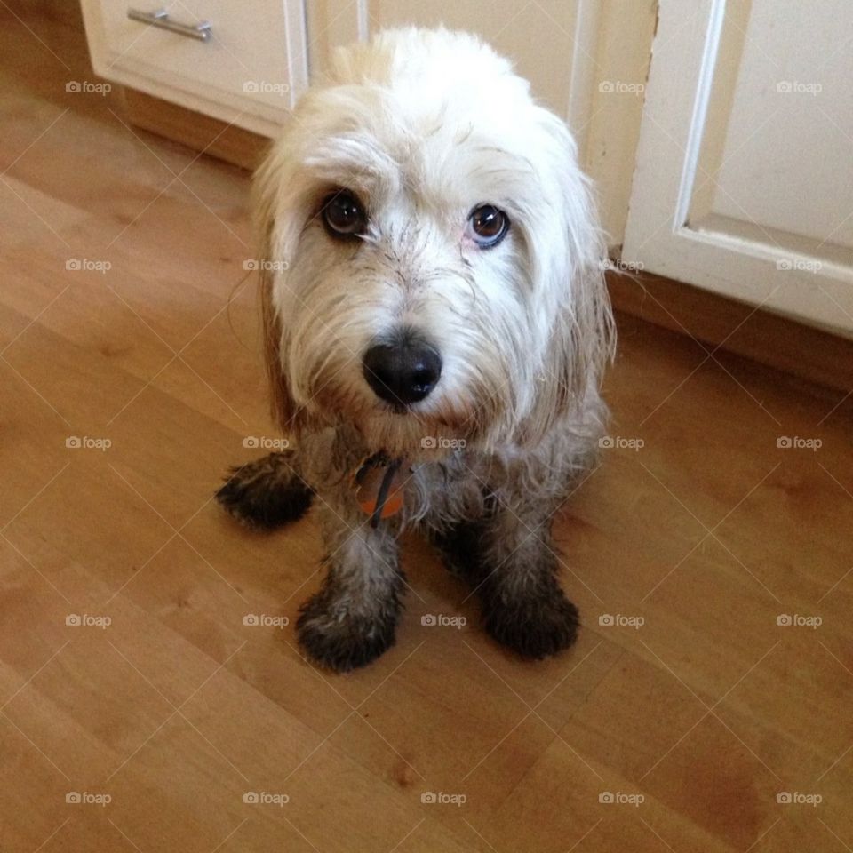 Looking sheepish after a romp in the mud. 