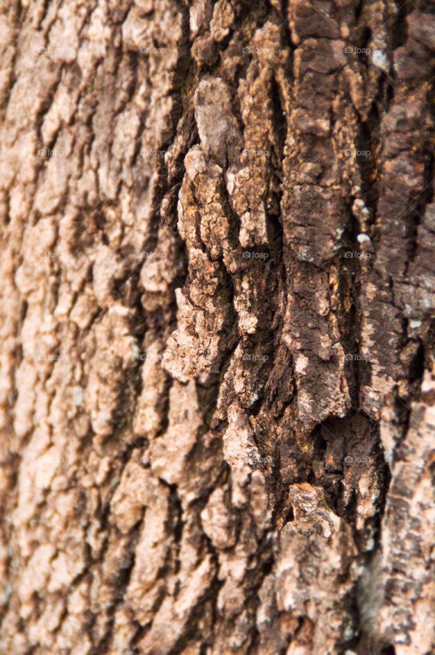 Tree bark