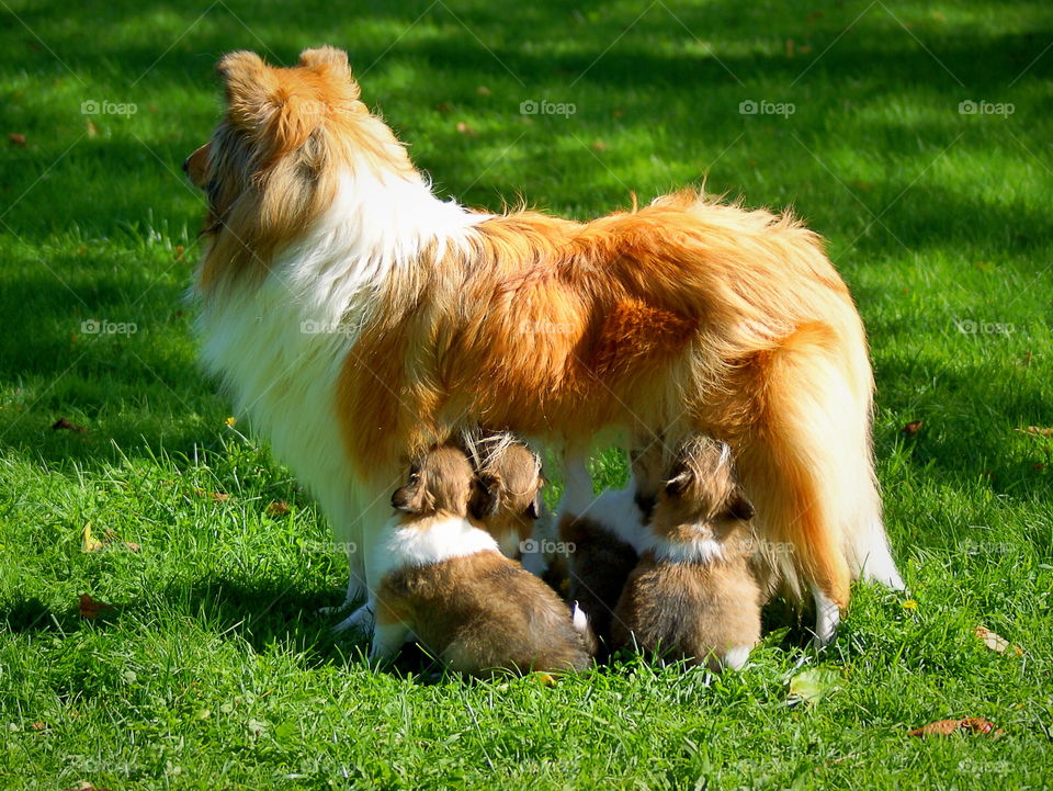 Dog with her cute puppies