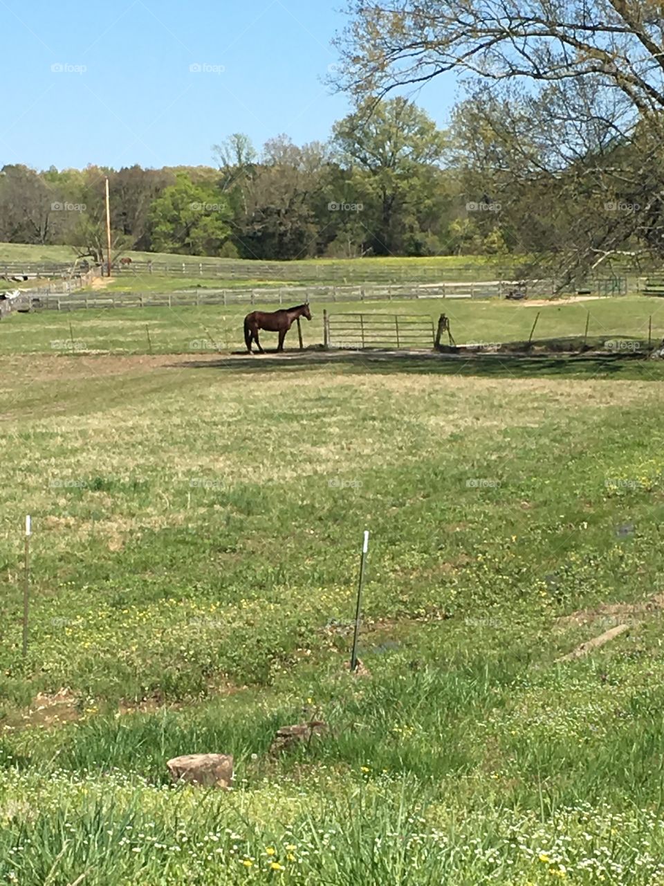 Country side