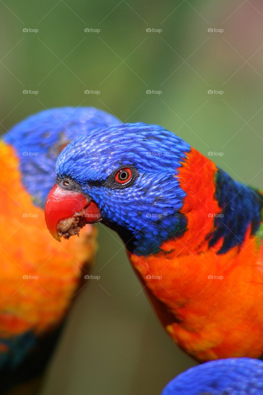 Rainbow lorikeet 