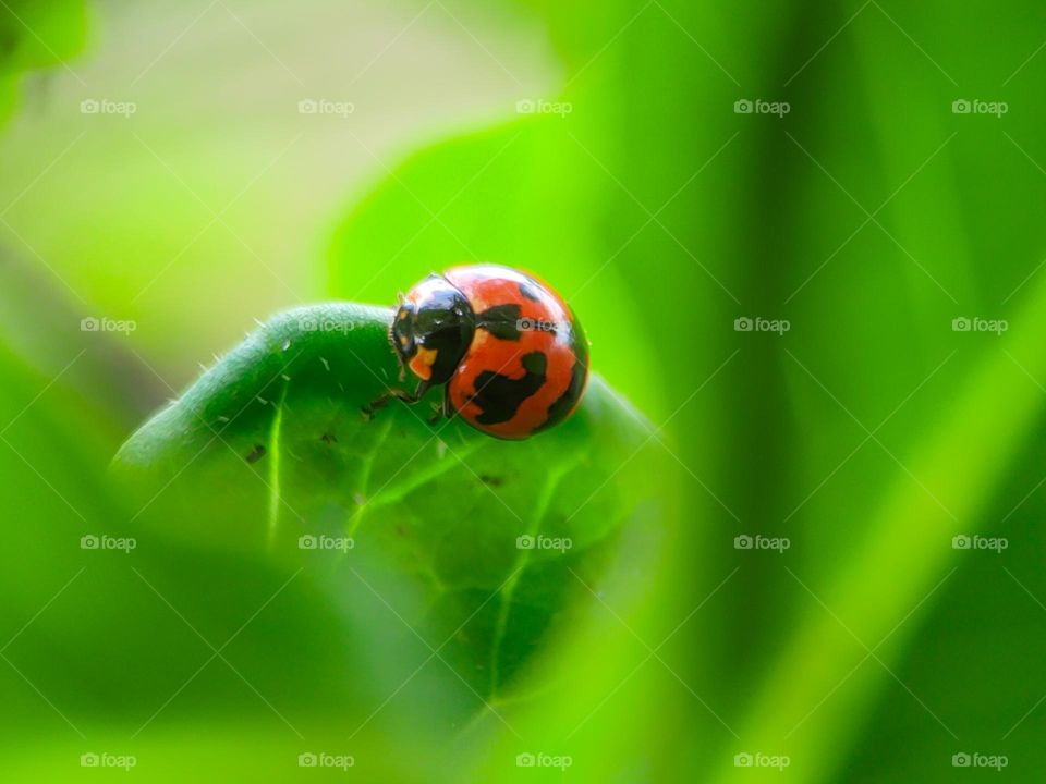 Ladybugs