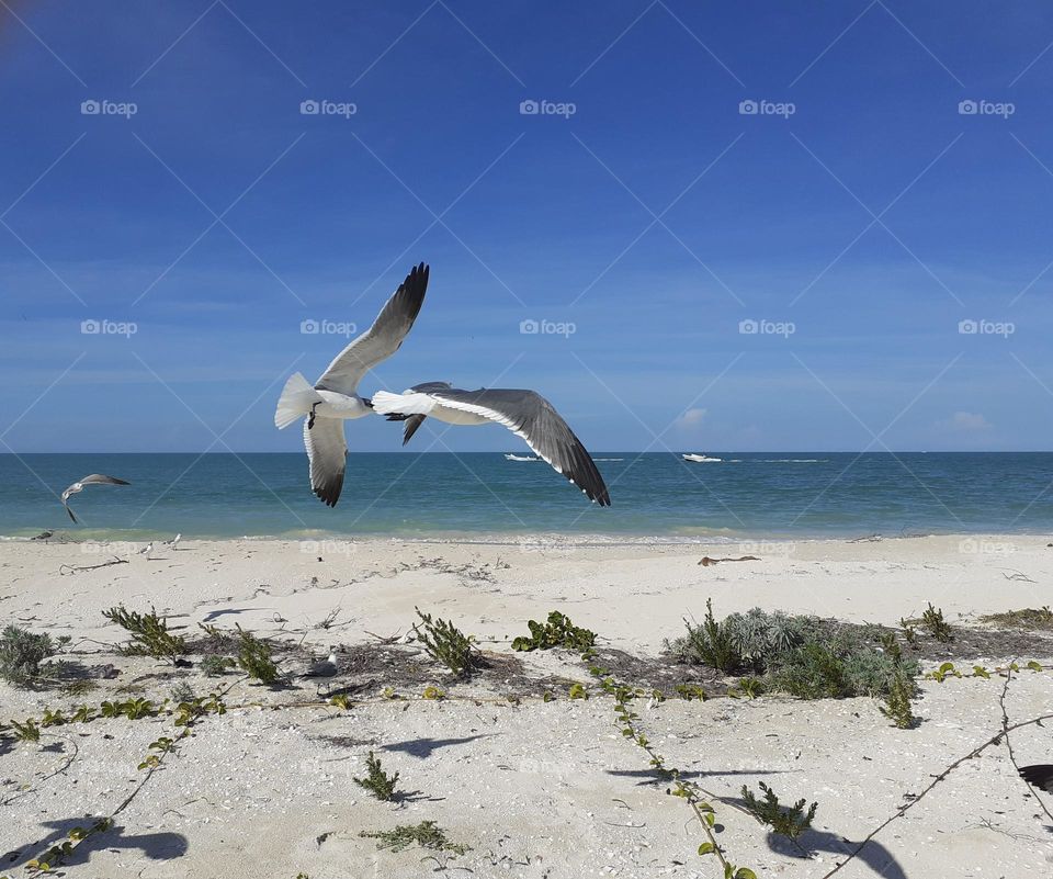 birds and beach
