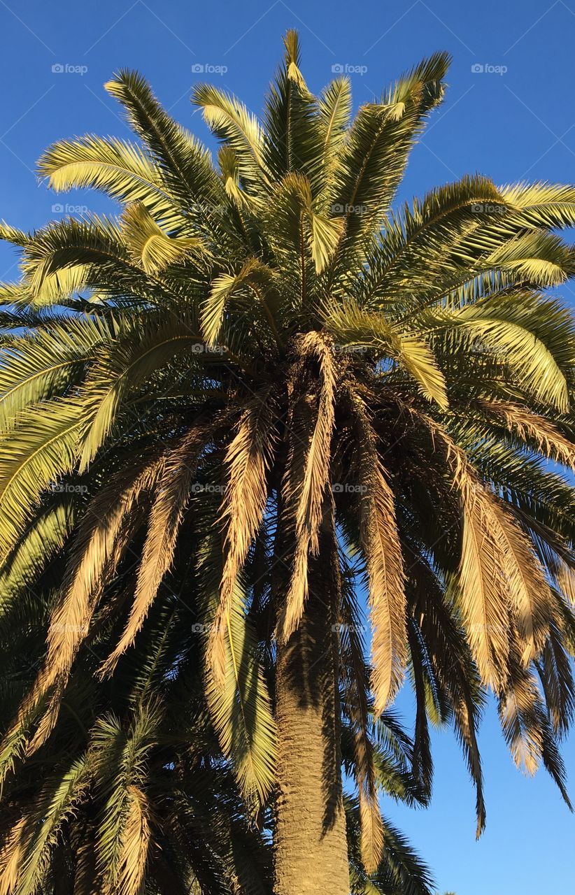 Beautiful palm in Barcelona 