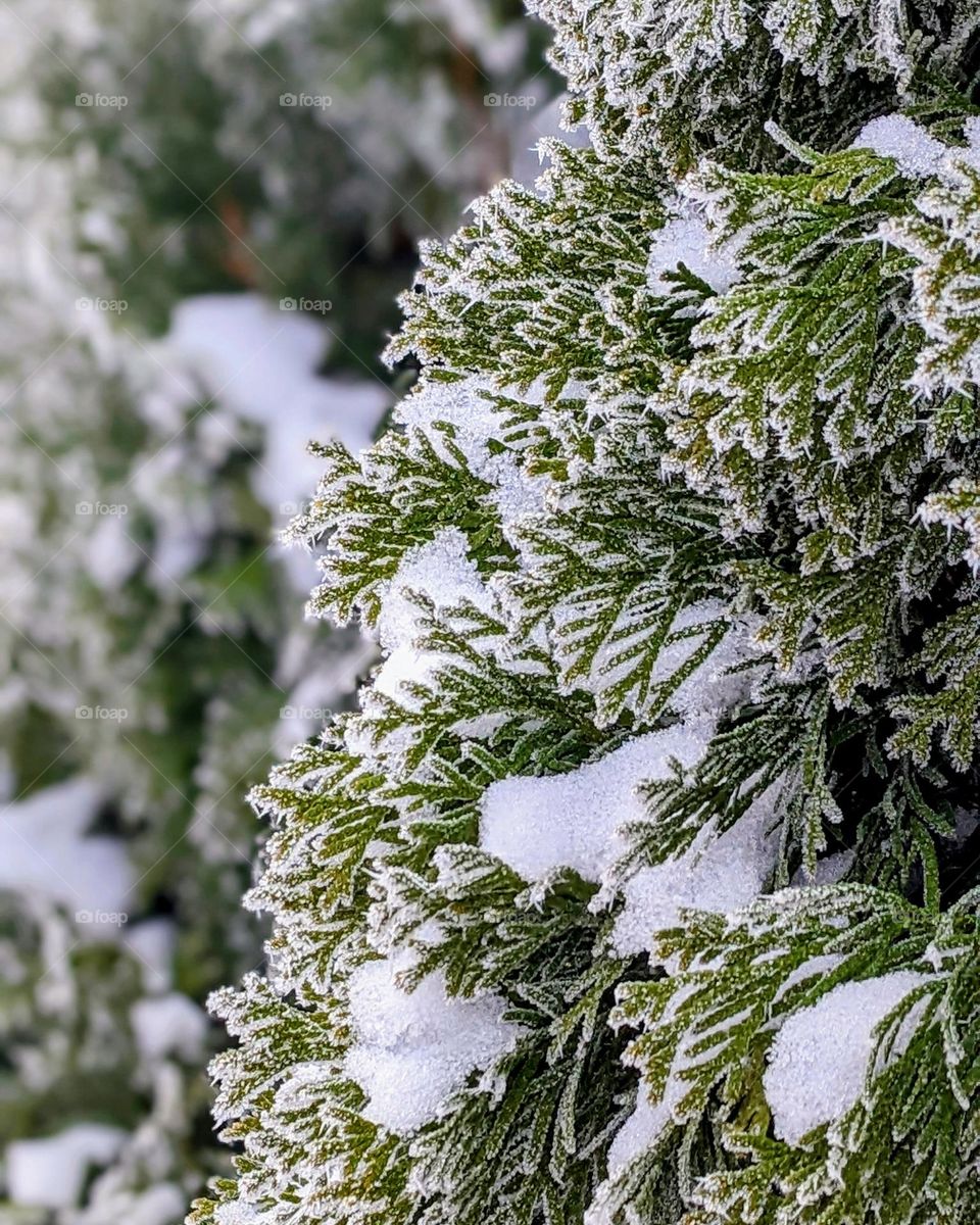 Frozen Pine Tree