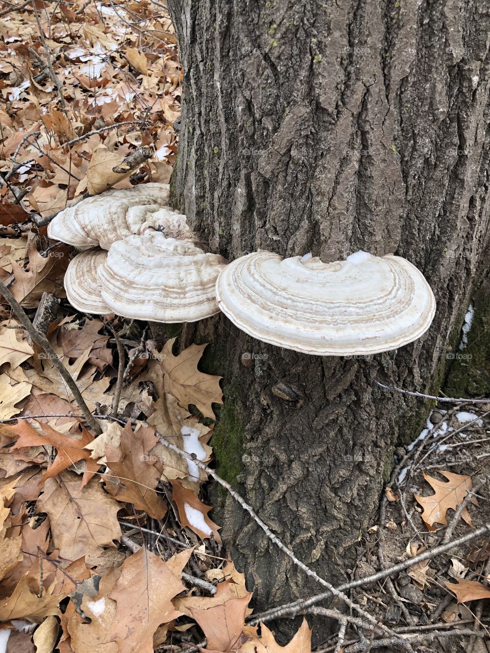 Artists mushrooms in the wild