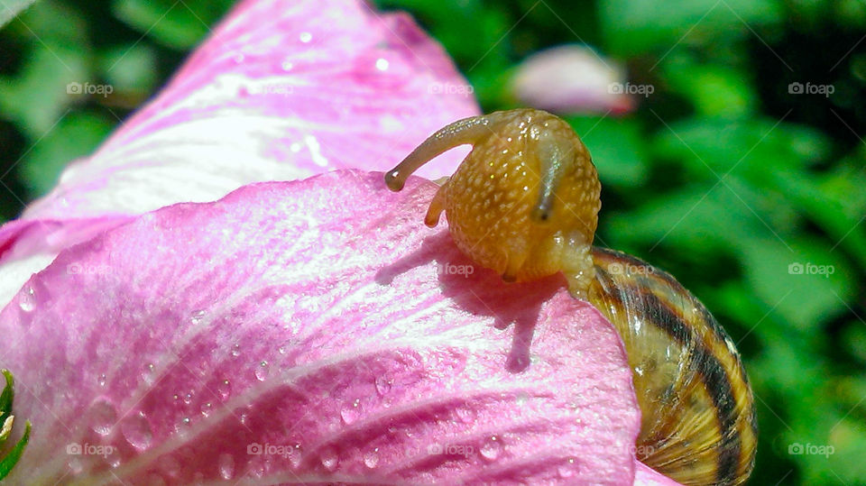 Snail eating flower pink hibiscus