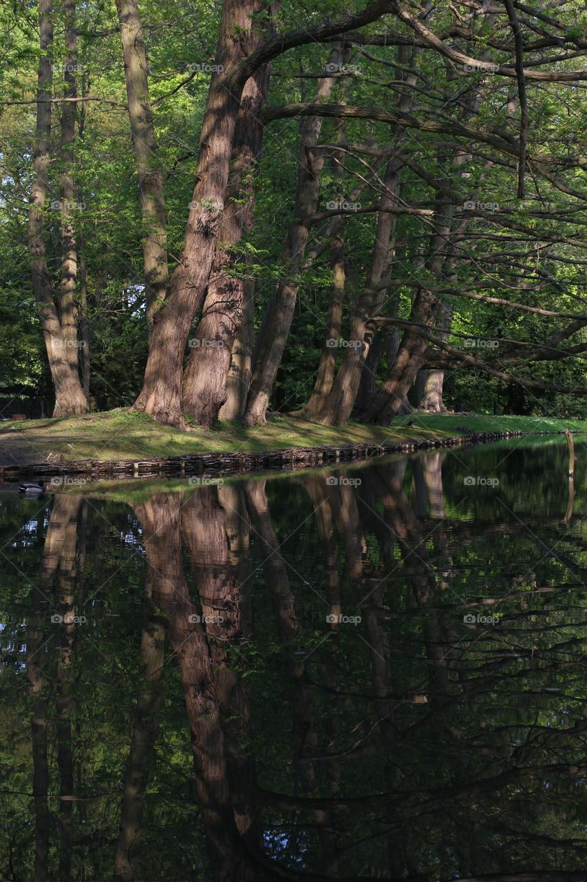 Spring Trees Cast Their Reflection on the Water Surface