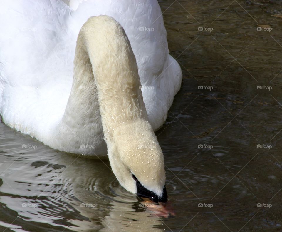 Swan