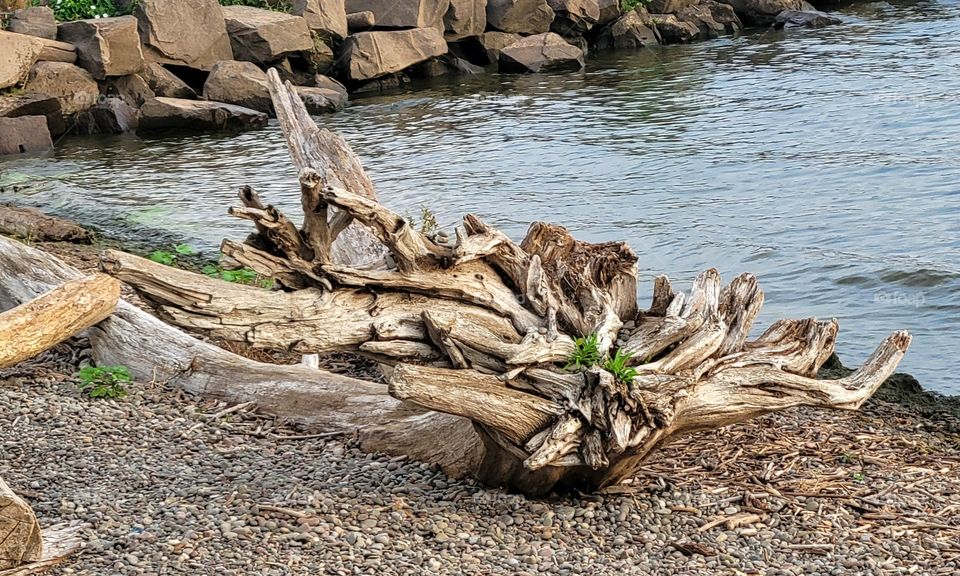 Twisted Driftwood By A Lake