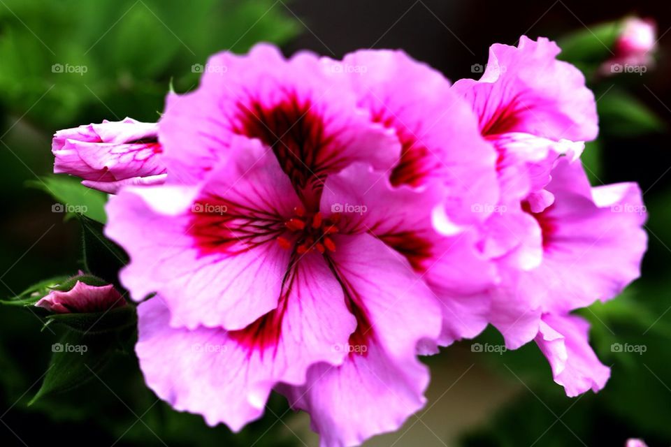 Pink geranium