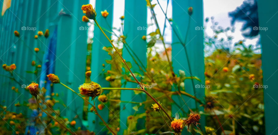 Hermosas flores