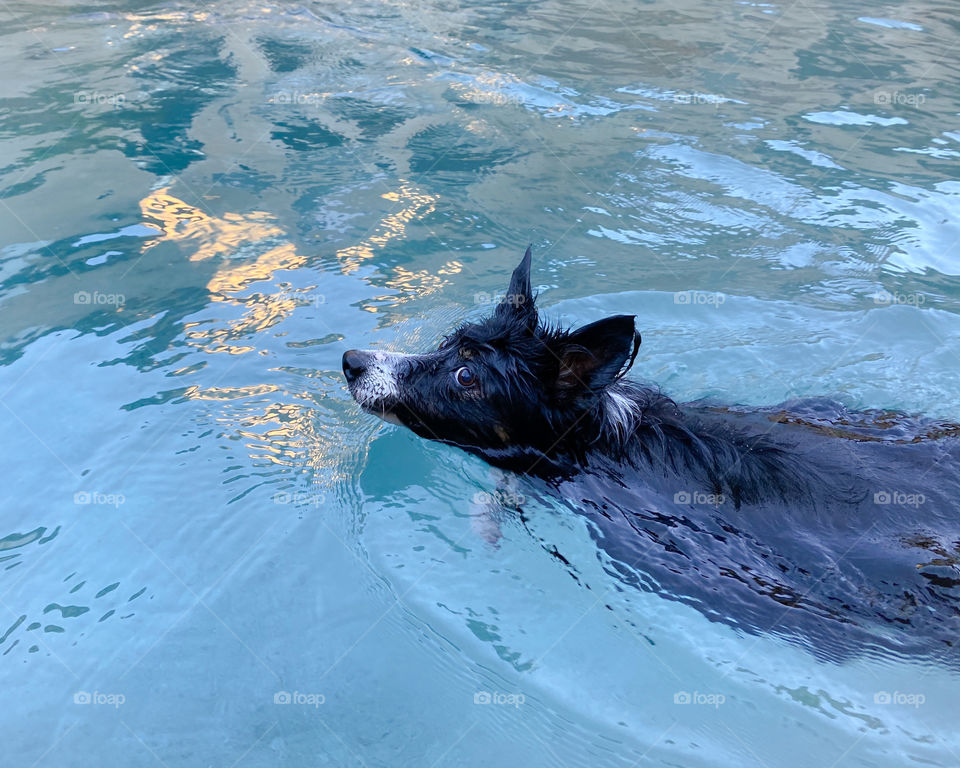 High angle view of a dog making waves swimming 