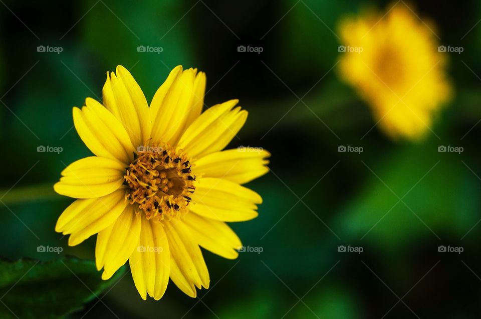 yellow flower