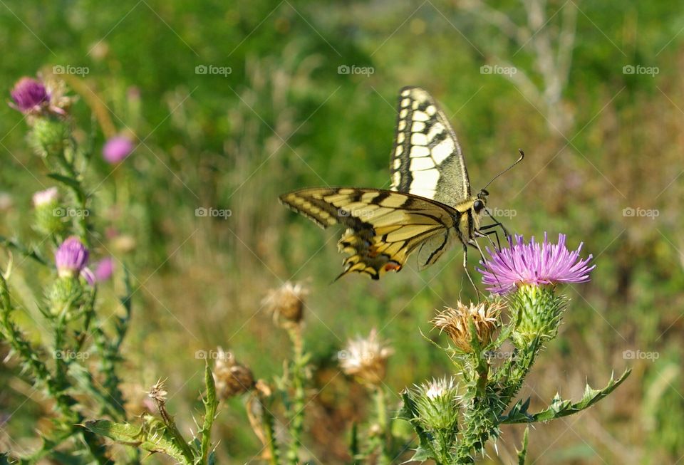 Butterfly