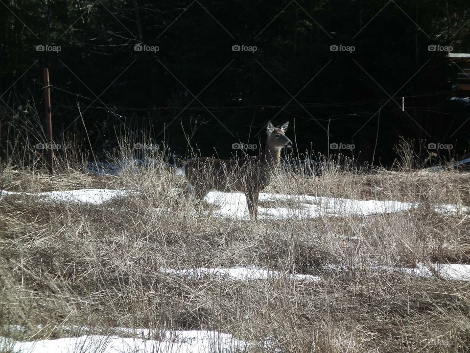 Deer in the field 